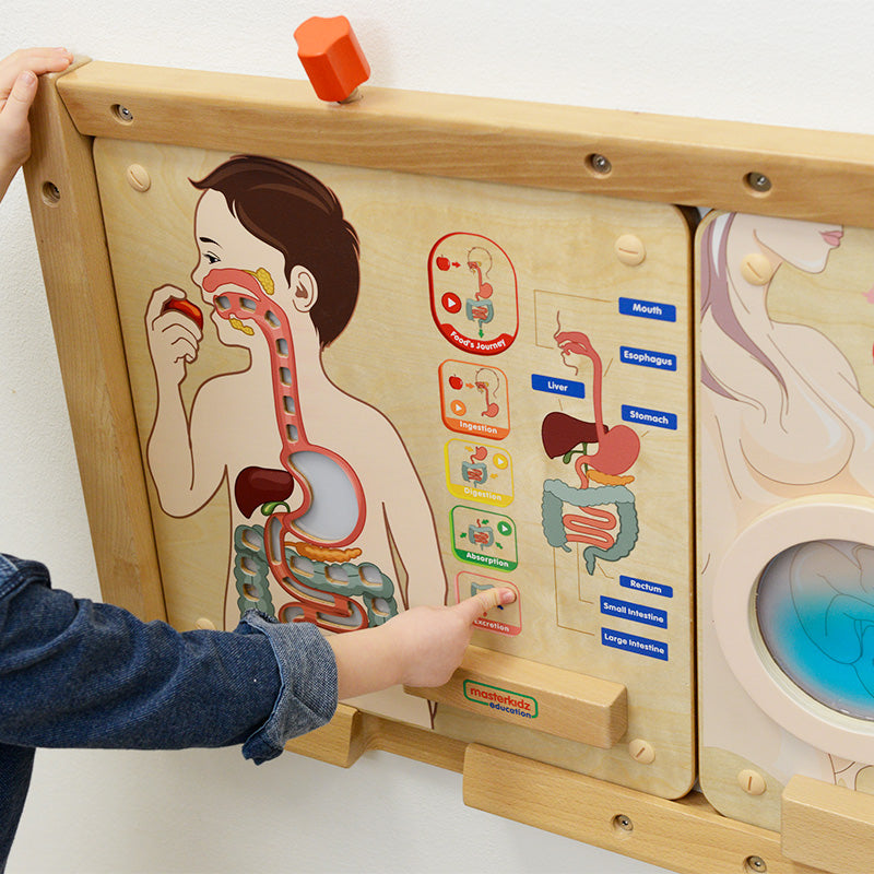 Digestive system learning board play teaching aid