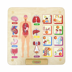 Human body Systems