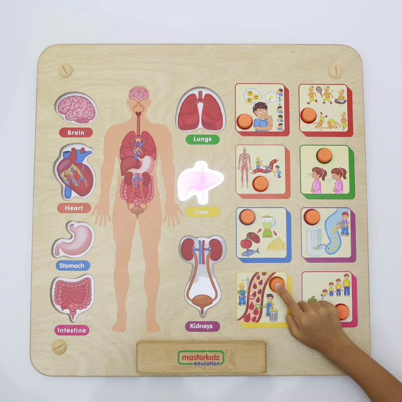 Human body Systems