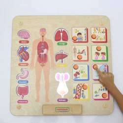 Human body Systems