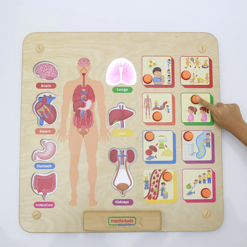 Human body Systems