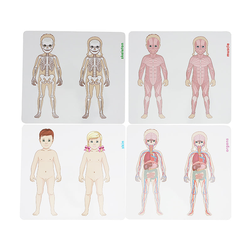 Human Body Layered Puzzles