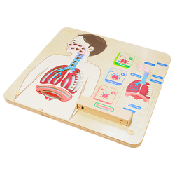 Wall Elements-Respiratory System Learning Board Play Teaching Aid