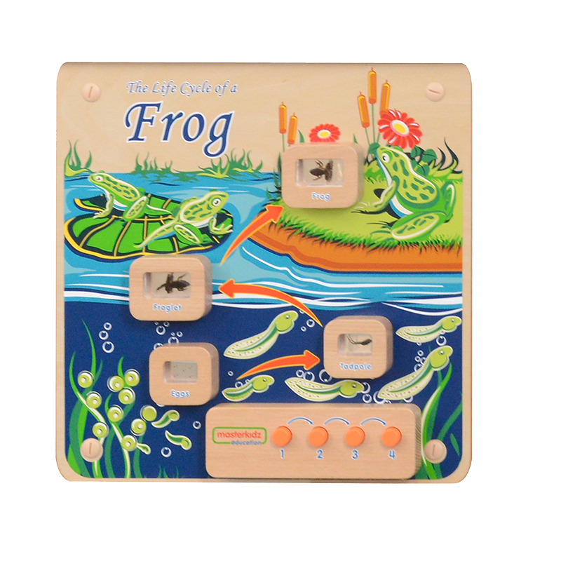 Light-Up Frog Life Cycle Stages Panel