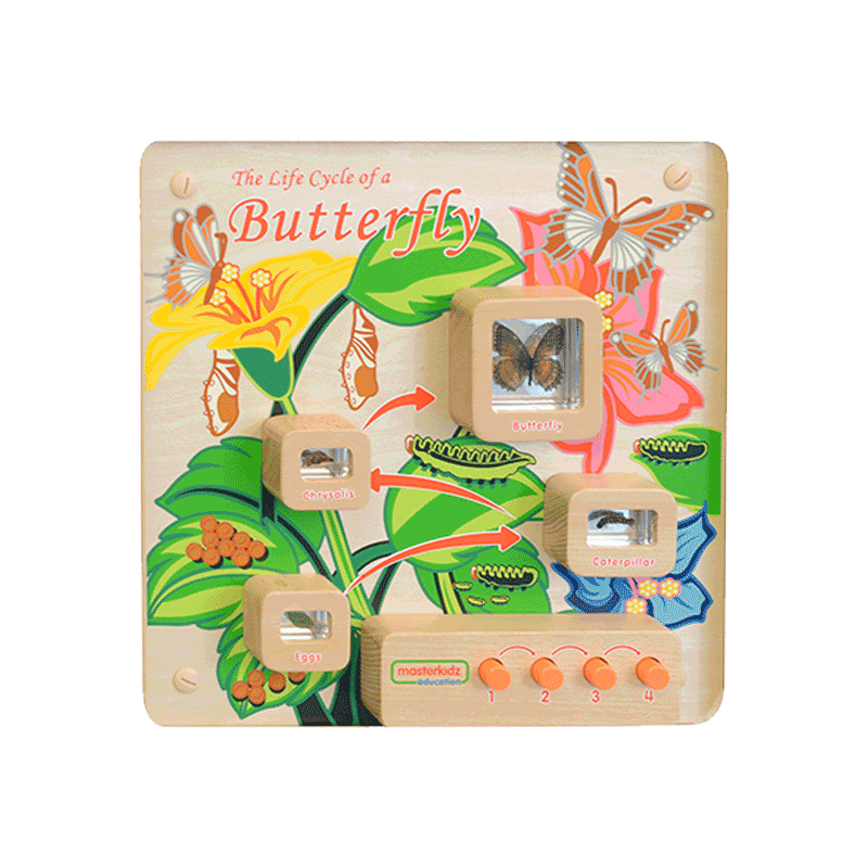 Light-Up Butterfly Life Cycle Stages Panel