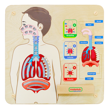 Wall Elements-Respiratory System Learning Board Play Teaching Aid