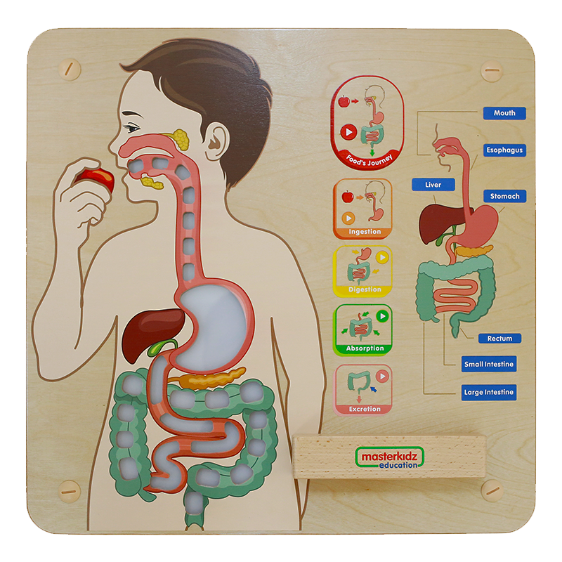 Digestive System Learning Board Play Teaching Aid