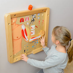 Muscular and Skeletal Systems Learning Board Play Teaching Aids | Masterkidz