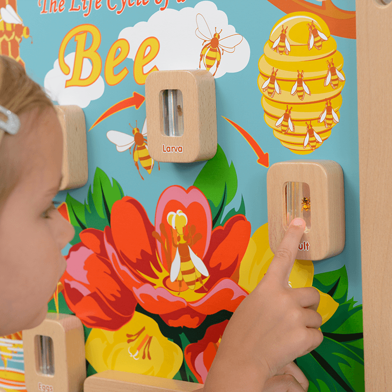 Light-Up Bee Life Cycle Stages Panel