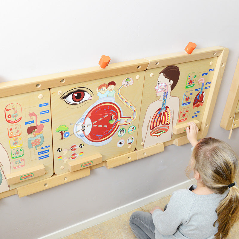 Digestive System Learning Board Play Teaching Aid