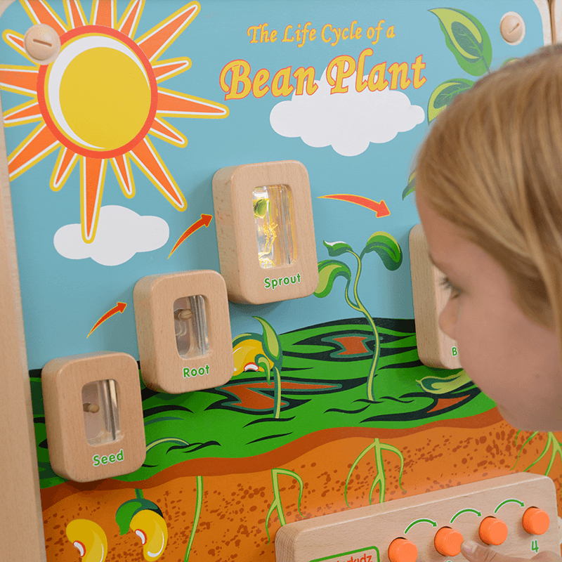 Light-Up Plant Life Cycle Stages Panel