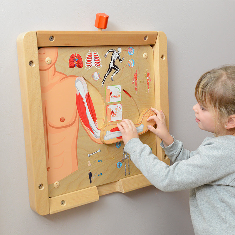 Muscular and Skeletal Systems Learning Board Play Teaching Aids | Masterkidz